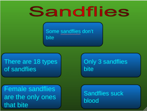 Stund Sandflies – Lleyton @ Belfast School